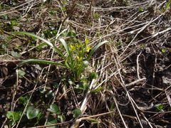 Gagea lutea
