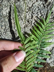 Pteris vittata