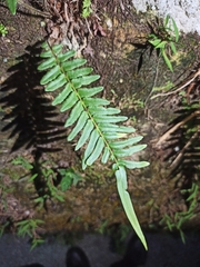Pteris vittata