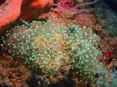Fimbriaphyllia divisa