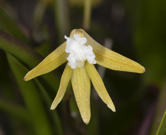 Dendrobium striolatum