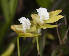 Dendrobium striolatum