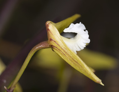 Dendrobium striolatum