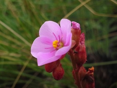 Drosera dielsiana