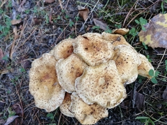 Pholiota kodiakensis