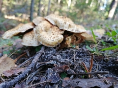 Pholiota kodiakensis