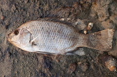 Oreochromis