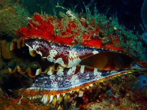 Foto de Ostra espinosa variada (Spondylus varius)