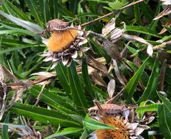 Antaxius spinibrachius