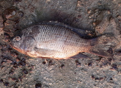 Oreochromis