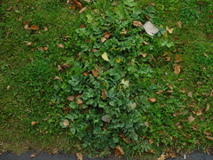 Raphanus raphanistrum landra