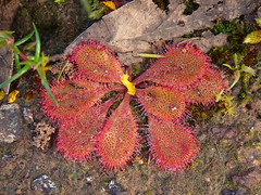 Drosera praefolia