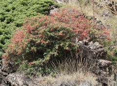 Berberis aetnensis