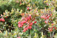 Berberis aetnensis