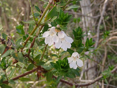 Prostanthera behriana