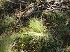 Poa tenera