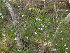 Prostanthera behriana