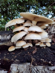 Cyclocybe parasitica