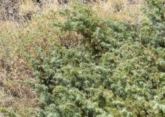 Juniperus communis hemisphaerica
