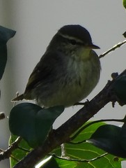 Phylloscopus borealis
