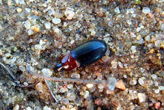 Calathus melanocephalus