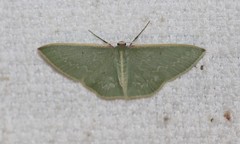 Chlorocoma melocrossa