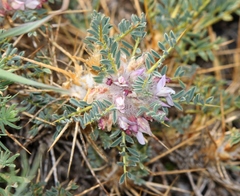 Astragalus siculus
