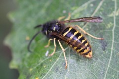Dolichovespula saxonica