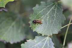 Dolichovespula saxonica