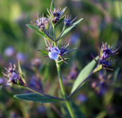 Nepeta parviflora