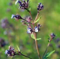 Nepeta parviflora
