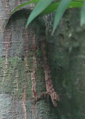 Cnemaspis peninsularis