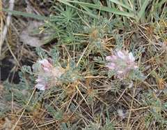Astragalus siculus