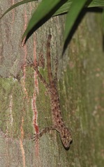 Cnemaspis peninsularis