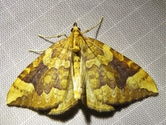 Eulithis populata