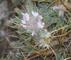 Astragalus siculus
