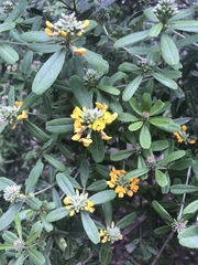 Gastrolobium bilobum