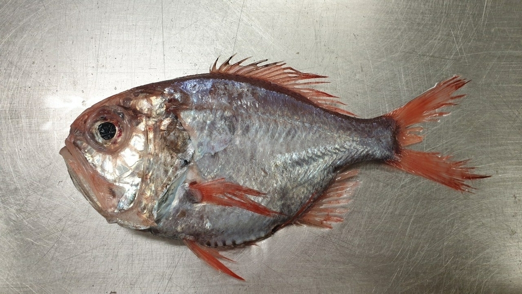 Rough-Fish