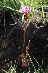 Drosera dielsiana