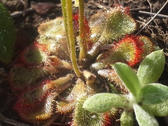 Drosera dielsiana