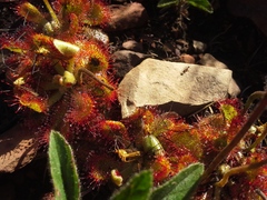 Drosera dielsiana
