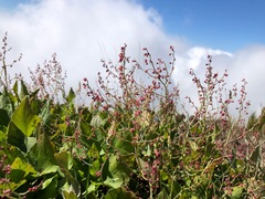 Rumex maderensis