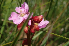 Drosera dielsiana