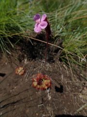 Drosera dielsiana