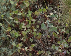 Rumex aetnensis