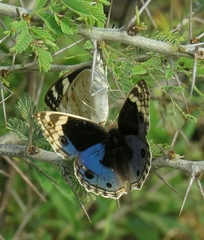 Junonia orithya