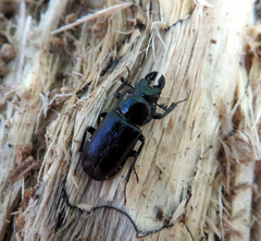 Platycerus caprea