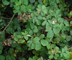 Rubus cardiophyllus