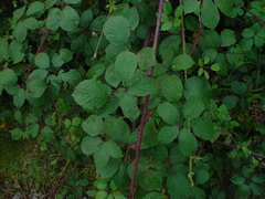 Rubus cardiophyllus