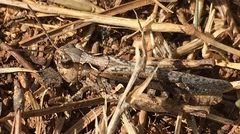 Chorthippus brunneus